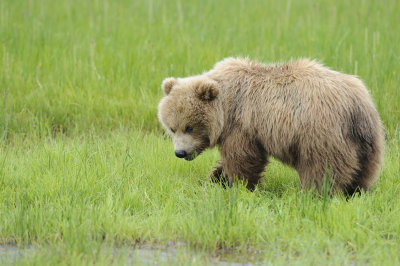 Brown Bear-062618-Lake Clark National Park, AK-#4051.JPG