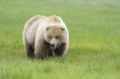 Brown Bear-062618-Lake Clark National Park, AK-#4057.JPG