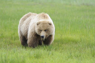 Brown Bear-062618-Lake Clark National Park, AK-#4058.JPG