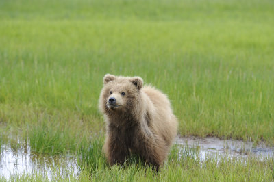 Brown Bear-062618-Lake Clark National Park, AK-#4094.JPG