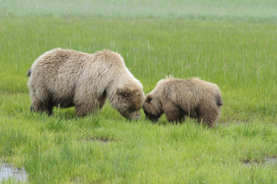 Brown Bear-062618-Lake Clark National Park, AK-#4118.JPG