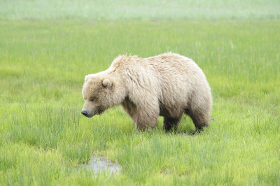 Brown Bear-062618-Lake Clark National Park, AK-#4124.JPG