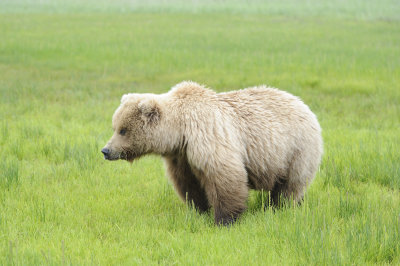 Brown Bear-062618-Lake Clark National Park, AK-#4132.JPG