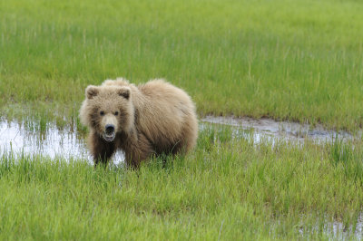Brown Bear-062618-Lake Clark National Park, AK-#4139.JPG
