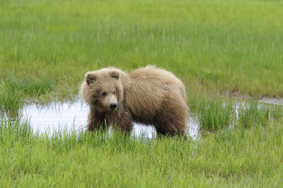 Brown Bear-062618-Lake Clark National Park, AK-#4144.JPG