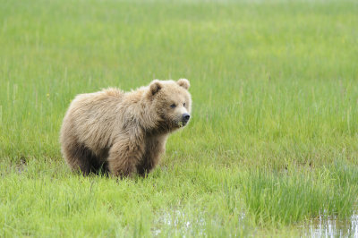 Brown Bear-062618-Lake Clark National Park, AK-#4151.JPG