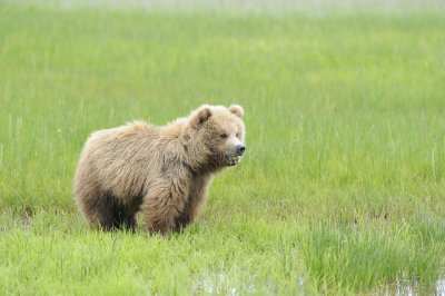 Brown Bear-062618-Lake Clark National Park, AK-#4156.JPG