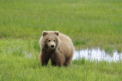 Brown Bear-062618-Lake Clark National Park, AK-#4193.JPG