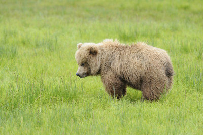 Brown Bear-062618-Lake Clark National Park, AK-#4199.JPG