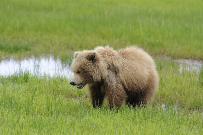 Brown Bear-062618-Lake Clark National Park, AK-#4205.JPG