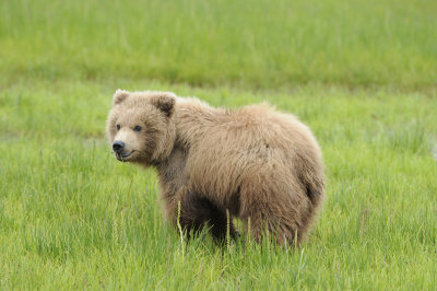 Brown Bear-062618-Lake Clark National Park, AK-#4210.JPG