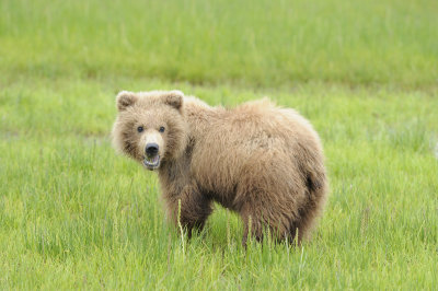 Brown Bear-062618-Lake Clark National Park, AK-#4217.JPG