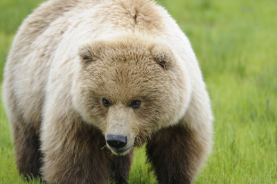 Brown Bear-062618-Lake Clark National Park, AK-#4244.JPG