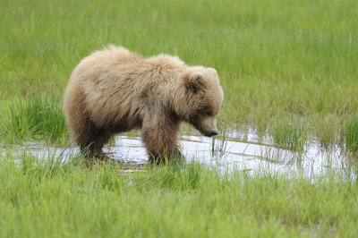Brown Bear-062618-Lake Clark National Park, AK-#4248.JPG