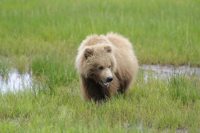 Brown Bear-062618-Lake Clark National Park, AK-#4259.JPG