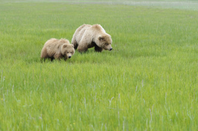 Brown Bear-062618-Lake Clark National Park, AK-#4272.JPG