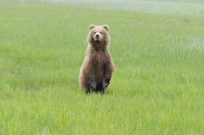 Brown Bear-062618-Lake Clark National Park, AK-#4282.JPG