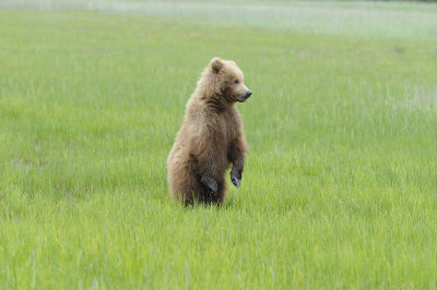 Brown Bear-062618-Lake Clark National Park, AK-#4285.JPG
