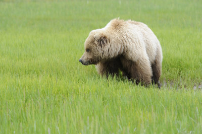 Brown Bear-062618-Lake Clark National Park, AK-#4295.JPG