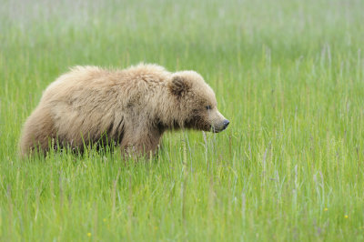 Brown Bear-062618-Lake Clark National Park, AK-#4307.JPG