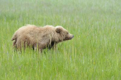 Brown Bear-062618-Lake Clark National Park, AK-#4310.JPG