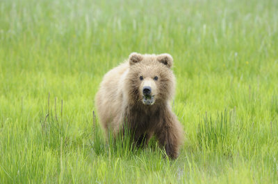 Brown Bear-062618-Lake Clark National Park, AK-#4321.JPG