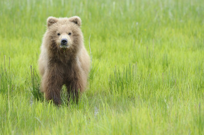 Brown Bear-062618-Lake Clark National Park, AK-#4324.JPG