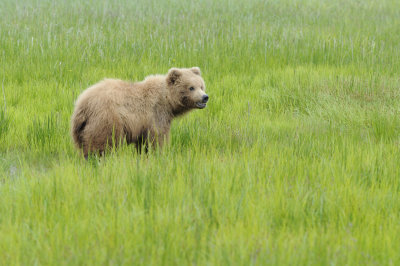 Brown Bear-062618-Lake Clark National Park, AK-#4329.JPG
