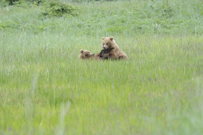 Brown Bear-062618-Lake Clark National Park, AK-#4337.JPG