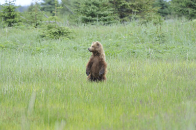 Brown Bear-062618-Lake Clark National Park, AK-#4346.JPG