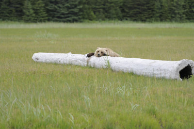 Brown Bear-062618-Lake Clark National Park, AK-#4354.JPG