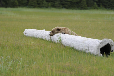 Brown Bear-062618-Lake Clark National Park, AK-#4361.JPG