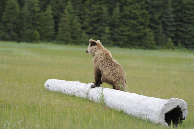Brown Bear-062618-Lake Clark National Park, AK-#4374.JPG