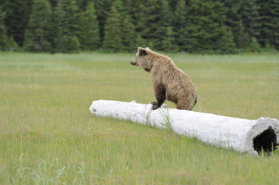 Brown Bear-062618-Lake Clark National Park, AK-#4377.JPG