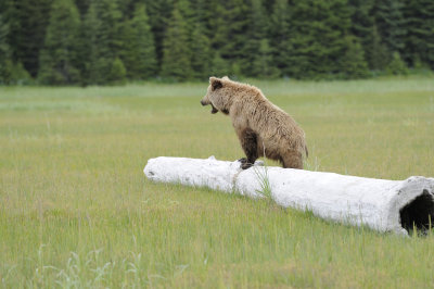 Brown Bear-062618-Lake Clark National Park, AK-#4381.JPG