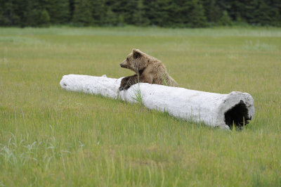 Brown Bear-062618-Lake Clark National Park, AK-#4384.JPG