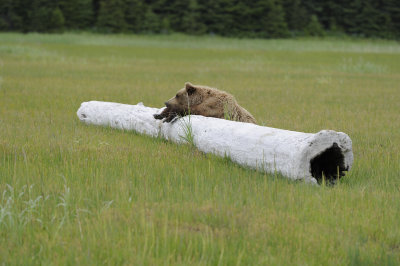 Brown Bear-062618-Lake Clark National Park, AK-#4388.JPG