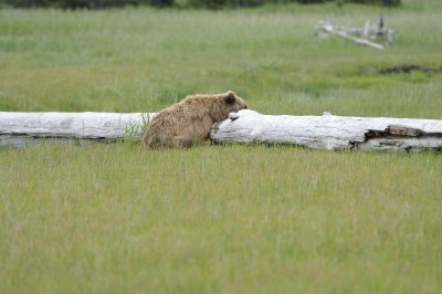 Brown Bear-062618-Lake Clark National Park, AK-#4393.JPG