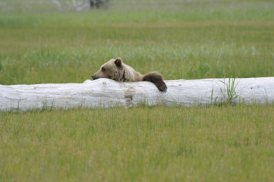 Brown Bear-062618-Lake Clark National Park, AK-#4396.JPG