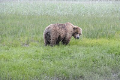 Brown Bear-062718-Lake Clark National Park, AK-#2242.JPG