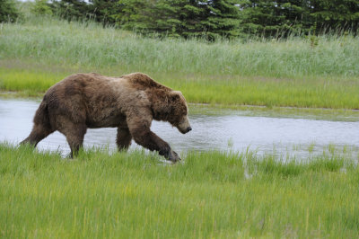 Brown Bear-062718-Lake Clark National Park, AK-#2926.JPG