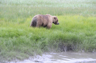 Brown Bear-062718-Lake Clark National Park, AK-#4480.JPG