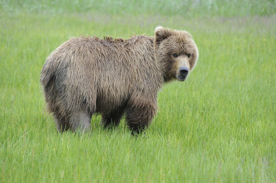 Brown Bear-062818-Lake Clark National Park, AK-#0998.JPG