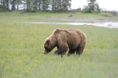 Brown Bear-062818-Lake Clark National Park, AK-#3137.JPG