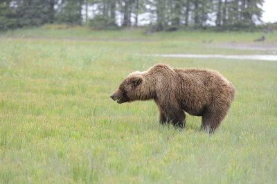 Brown Bear-062818-Lake Clark National Park, AK-#3154.JPG