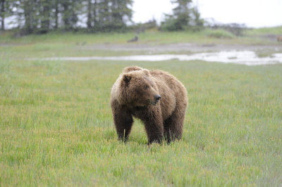 Brown Bear-062818-Lake Clark National Park, AK-#3157.JPG