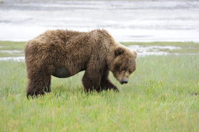 Brown Bear-062818-Lake Clark National Park, AK-#3241.JPG