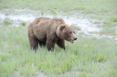 Brown Bear-062818-Lake Clark National Park, AK-#3288.JPG