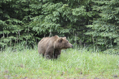 Brown Bear-062818-Lake Clark National Park, AK-#3338.JPG