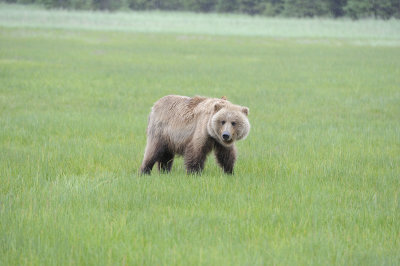 Brown Bear-062818-Lake Clark National Park, AK-#3473.JPG